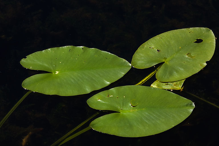 Water lily leaves rcc